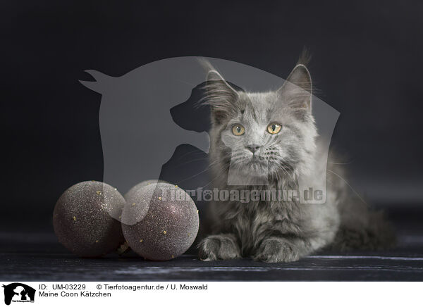 Maine Coon Ktzchen / Maine Coon kitten / UM-03229