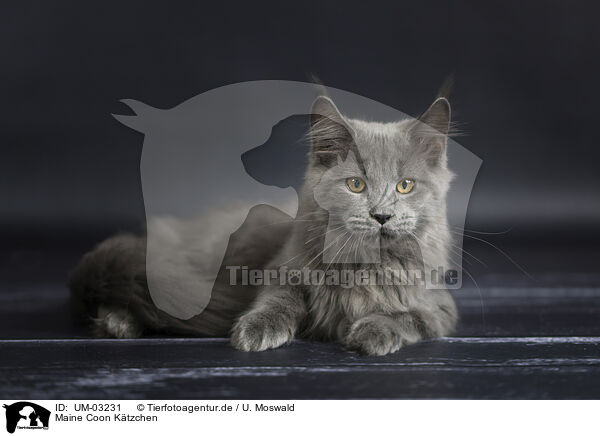 Maine Coon Ktzchen / Maine Coon kitten / UM-03231