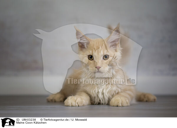Maine Coon Ktzchen / Maine Coon kitten / UM-03238