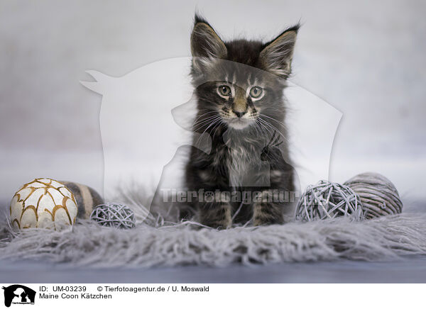 Maine Coon Ktzchen / Maine Coon kitten / UM-03239