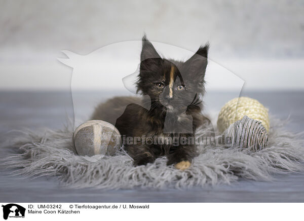 Maine Coon Ktzchen / Maine Coon kitten / UM-03242