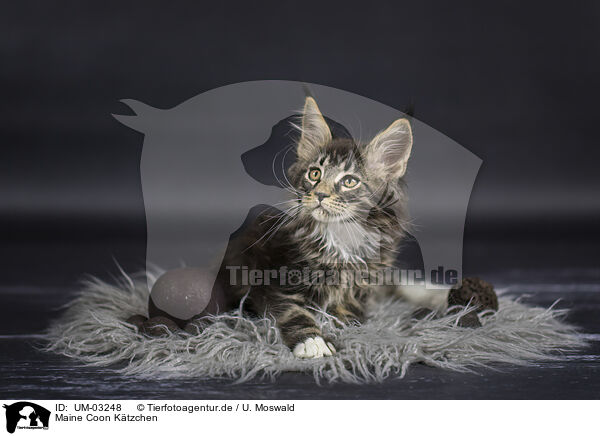 Maine Coon Ktzchen / Maine Coon kitten / UM-03248