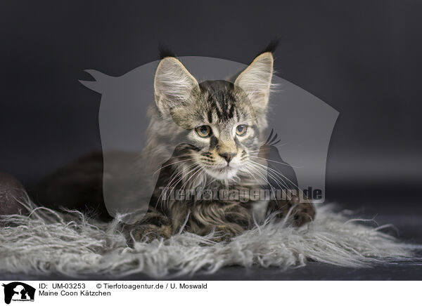 Maine Coon Ktzchen / Maine Coon kitten / UM-03253