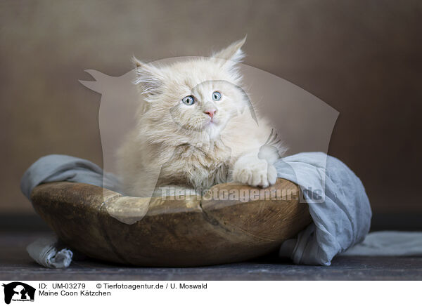 Maine Coon Kätzchen / Maine Coon kitten / UM-03279