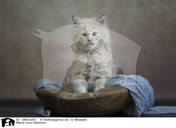 Maine Coon Ktzchen / Maine Coon kitten / UM-03280