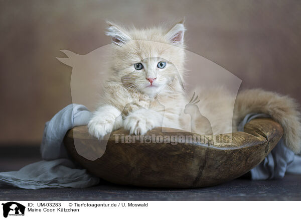 Maine Coon Ktzchen / UM-03283