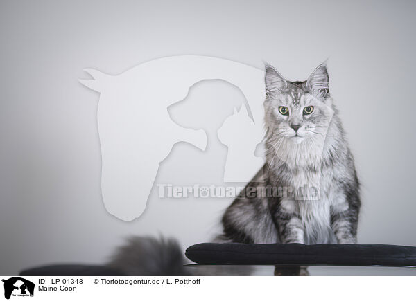 Maine Coon / Maine Coon / LP-01348