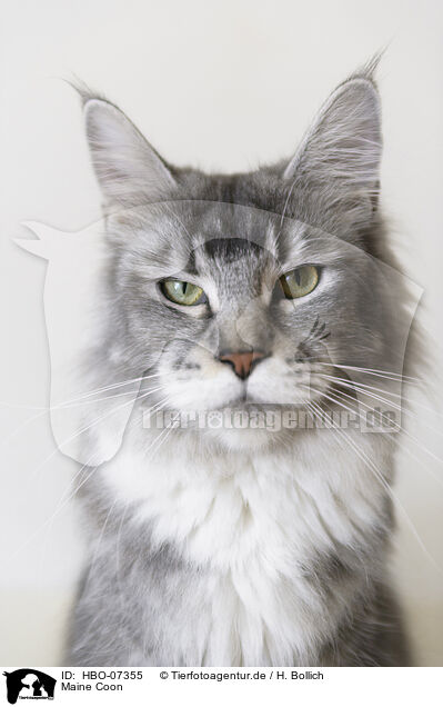 Maine Coon / Maine Coon / HBO-07355