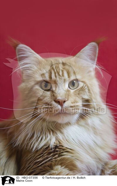 Maine Coon / HBO-07356