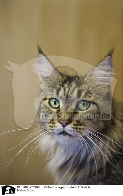 Maine Coon / Maine Coon / HBO-07360