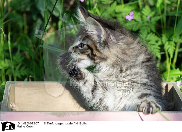 Maine Coon / HBO-07367