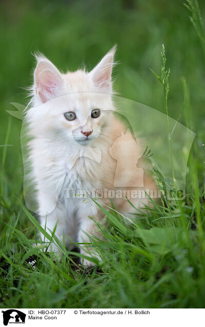 Maine Coon / HBO-07377