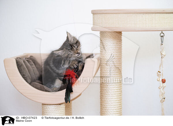 Maine Coon / Maine Coon / HBO-07423