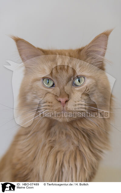 Maine Coon / Maine Coon / HBO-07489
