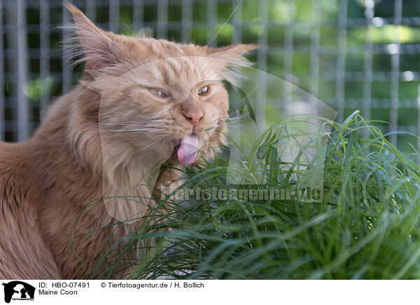Maine Coon / Maine Coon / HBO-07491