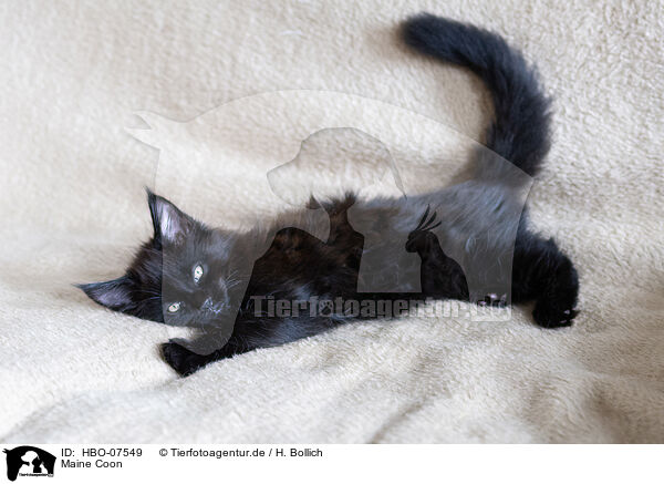 Maine Coon / Maine Coon / HBO-07549