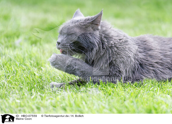 Maine Coon / Maine Coon / HBO-07559