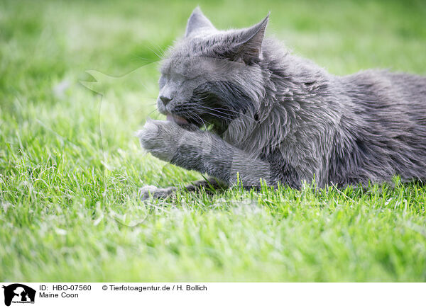 Maine Coon / Maine Coon / HBO-07560