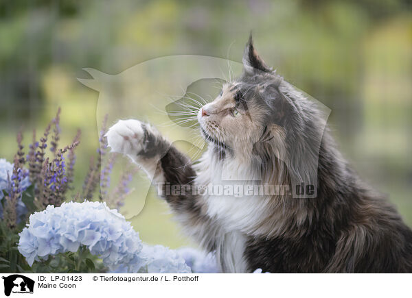 Maine Coon / Maine Coon / LP-01423