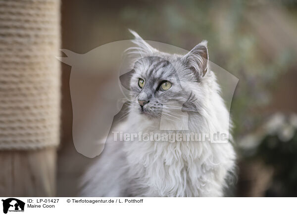 Maine Coon / Maine Coon / LP-01427