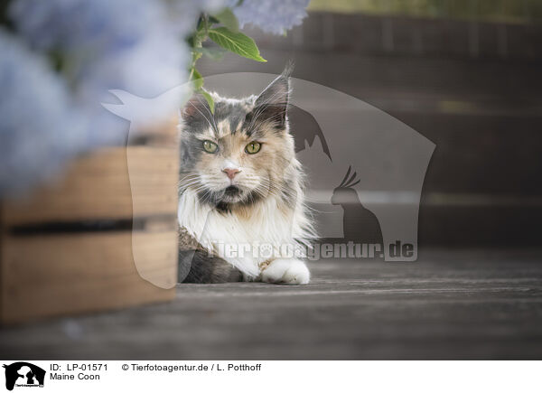 Maine Coon / Maine Coon / LP-01571