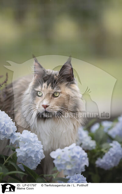 Maine Coon / Maine Coon / LP-01797