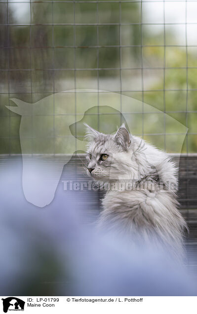 Maine Coon / Maine Coon / LP-01799
