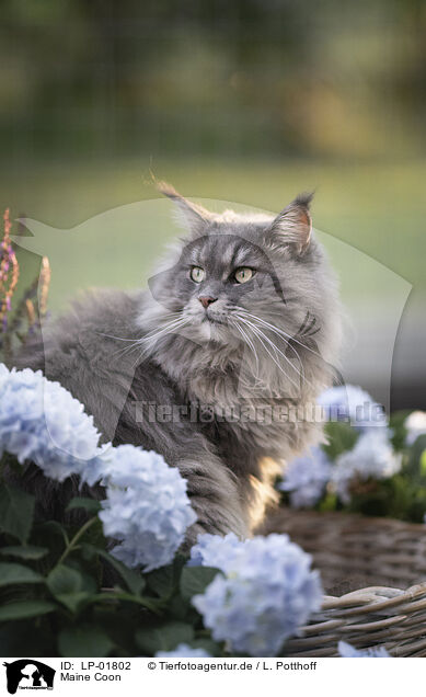Maine Coon / Maine Coon / LP-01802