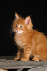 Maine Coon Ktzchen