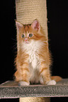 Maine Coon Ktzchen