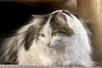 liegende Maine Coon