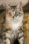 Maine Coon Portrait