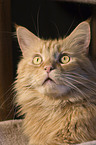 Maine Coon Portrait