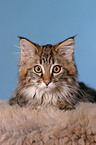 Maine Coon