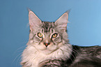 Maine Coon