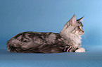 Maine Coon