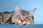 Maine Coon