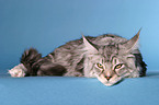 Maine Coon