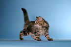 Maine Coon