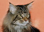 Maine Coon Portrait