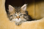 Maine Coon Ktzchen