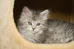 Maine Coon Ktzchen