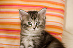 Maine Coon Ktzchen