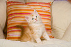 Maine Coon Ktzchen