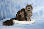 sitzende Maine Coon