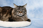 liegende Maine Coon