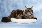 liegende Maine Coon