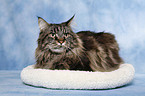 liegende Maine Coon