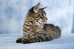 liegende Maine Coon