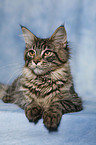 liegende Maine Coon